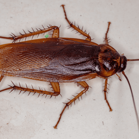 American Cockroach | STL Pest Control