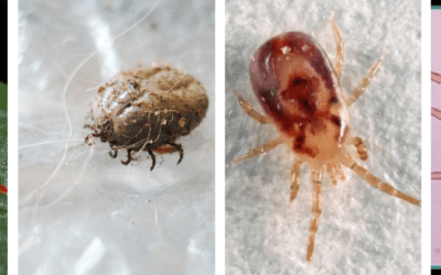 Understanding Bird Mites: A Guide for St. Louis Homeowners