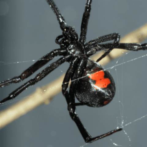 Black Widow Spider | STL Pest Control