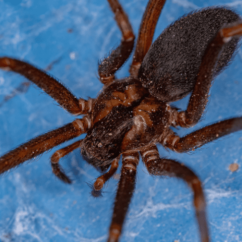 Brown Recluse Spider: Identification, Risks, And Prevention Tips 