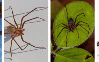 Brown Recluse Spider: Identification, Risks, and Prevention Tips