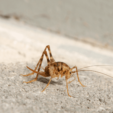 Camel Crickets | STL Pest Control