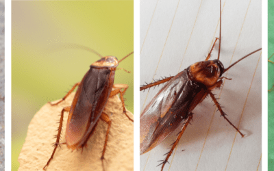 Why German Roaches Are Stubborn Pests and What You Can Do to Keep Them Out