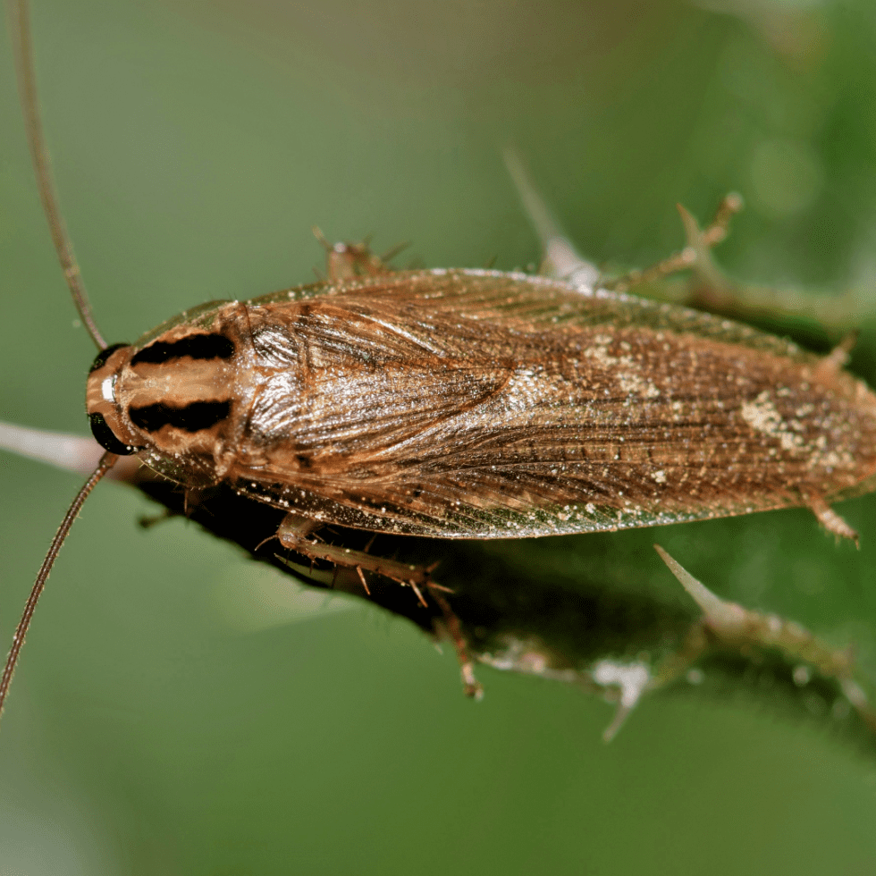 German Cockroach 