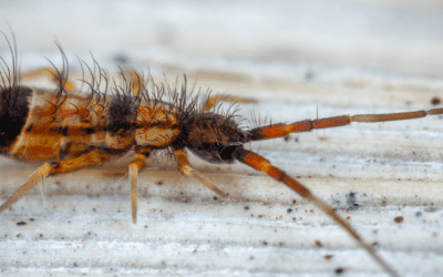 Understanding Springtails: Identifying and Managing Tiny Home Invaders