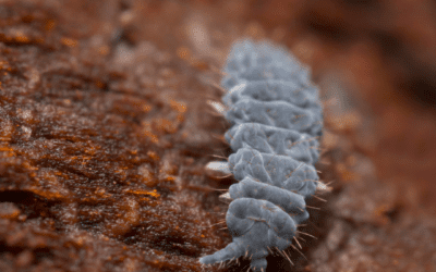 How to Get Rid of Springtails: Effective Solutions for a Pest-Free Home