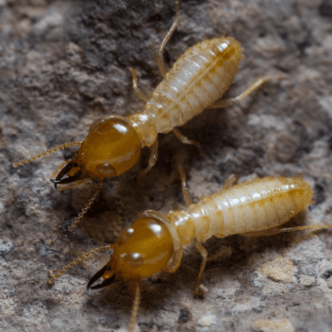 Subterranean Termites | STL Pest Control