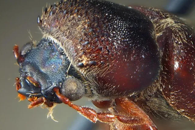 Signs of Powderpost Beetle Damage: Essential Information for Homeowners