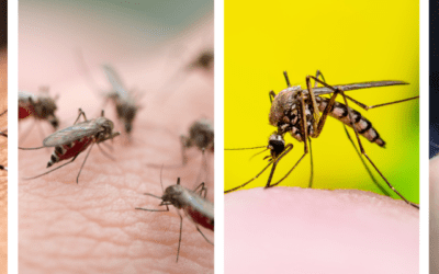 STL Pest Control’s Comprehensive Guide to Mosquito Control