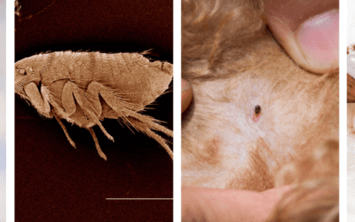 Top 10 Tips to Protect Your Home from Flea Infestations