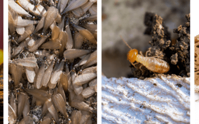 5 Tips to Keep Your Home Termite Free