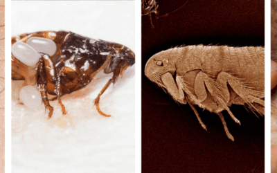 Cat Fleas 101: Identifying, Preventing, and Treating Infestations