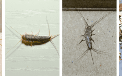 Understanding Silverfish: A Comprehensive Guide to These Hidden Home Threats
