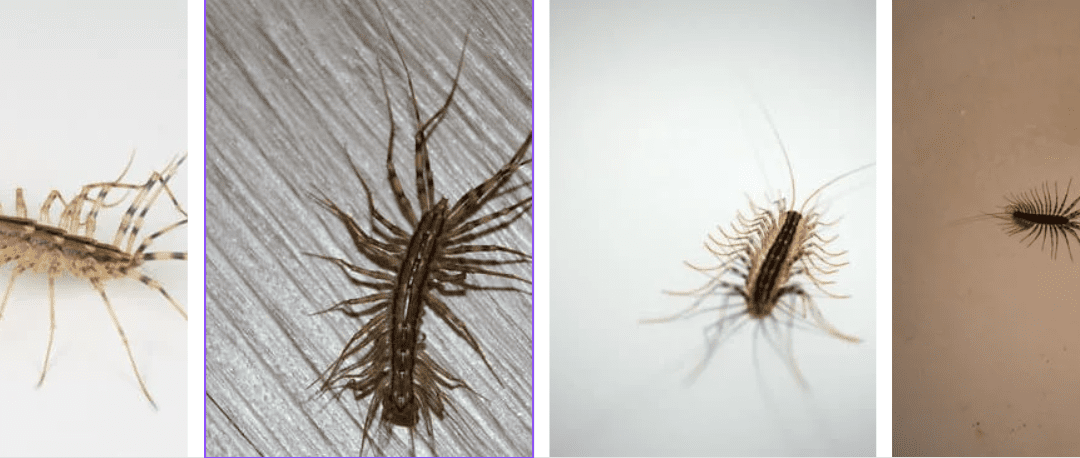 Centipedes in St. Louis: What You Need to Know