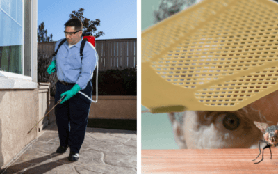 Why Hiring a Pest Control Company Beats DIY