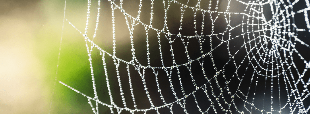 Suspect a Brown Recluse Bite? Here’s What to Do Next