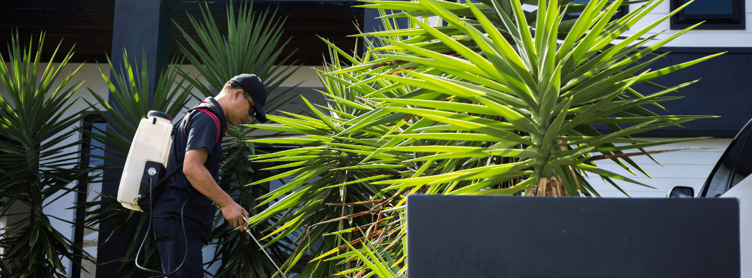 Teamwork in Pest Control: Why Homeowners and STL Pest Control Must Work Together