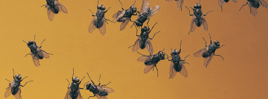 Battling the Surge: Flies, Cockroaches, and the Rising Threat of Vector-Borne Diseases in St. Louis