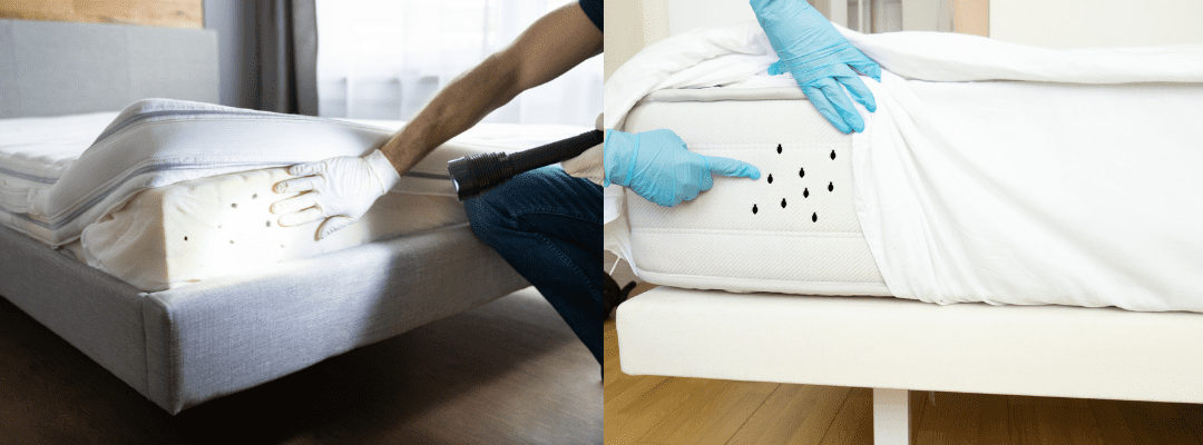 Homeowner’s Guide to Identifying Bed Bugs and What You Can Do to Avoid Getting Them