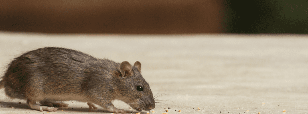 Top 10 Dangers of DIY Pest Control