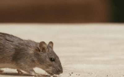 Top 10 Dangers of DIY Pest Control