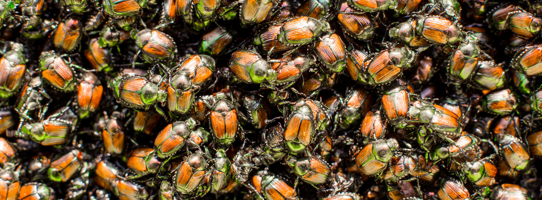 Rainy Days in the Midwest: How Moisture Drives Bugs and Creepy Crawlies Indoors
