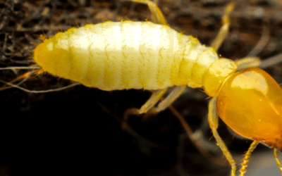 Termite 101: Everything St. Louis Residents Need to Know to Protect Their Homes