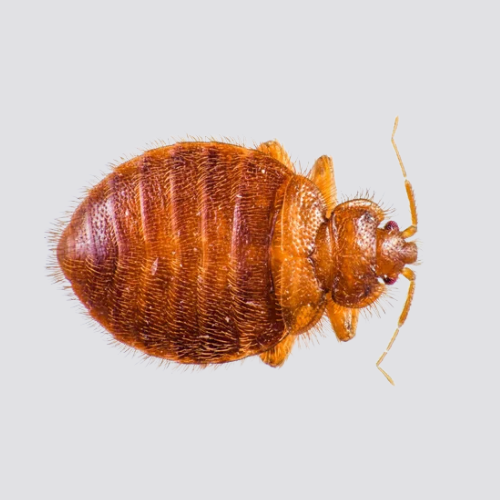 Close-up of a bed bug on a surface.