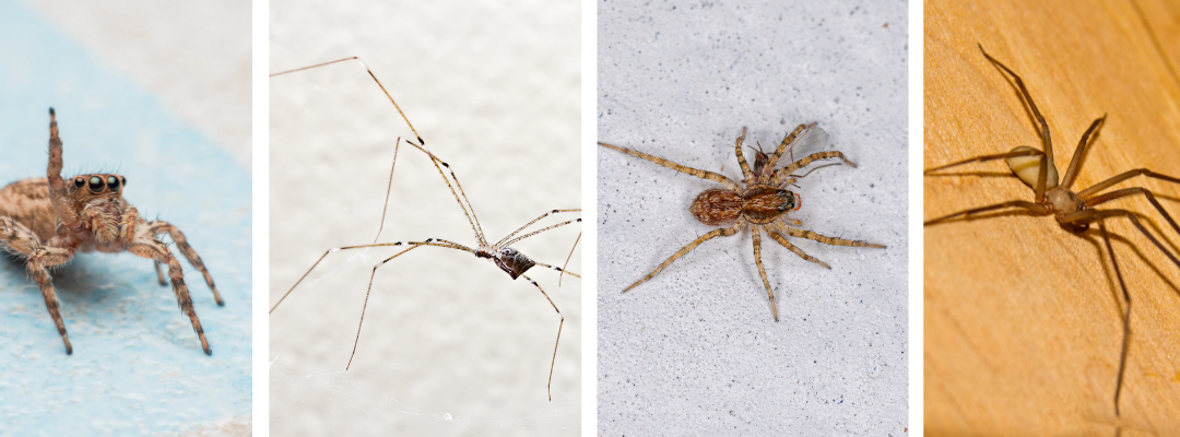 The Fall Spider Invasion: What’s Luring Them Into Your Home