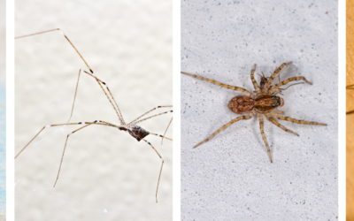 The Fall Spider Invasion: What’s Luring Them Into Your Home