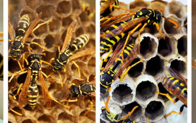 Fireplaces, Vents, and Windows: How Wasps Sneak Into Your Home This Fall