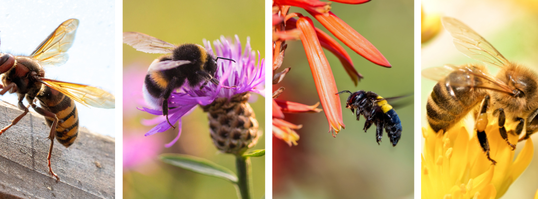Identify the Sting: Identifying Common Stinging Insects Around Your Home