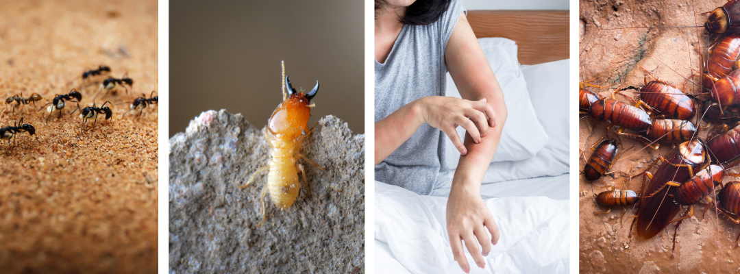 Preventing Pests When Moving into a New Home