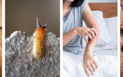 Preventing Pests When Moving into a New Home