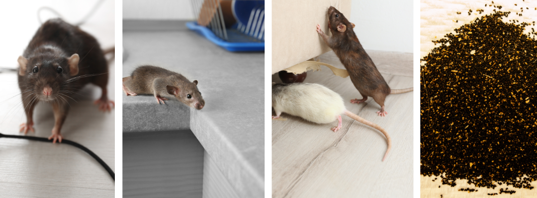 How to Spot a Rodent Infestation: Key Indicators for St. Louis Homes