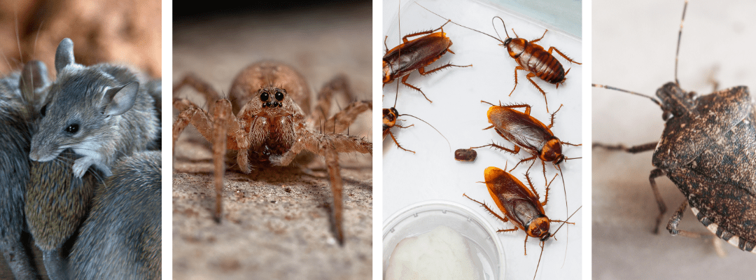 Top 5 Pests to Look Out for in St. Louis as Temperatures Drop