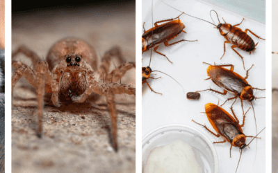 Top 5 Pests to Look Out for in St. Louis as Temperatures Drop