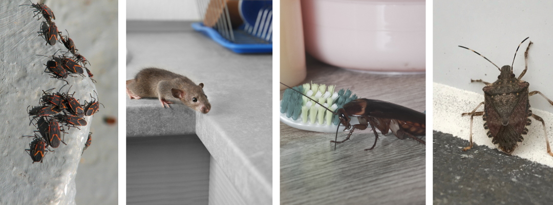 Where Do All the Bugs Go in Winter