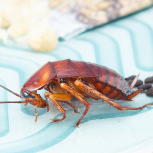 Close-up of a cockroach on a kitchen floor