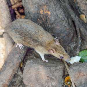 House mouse in a nesting area