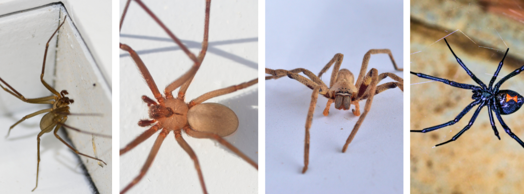 Fall Spider Season: Which Ones Should You Watch Out For?