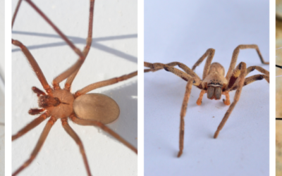 Fall Spider Season: Which Ones Should You Watch Out For?