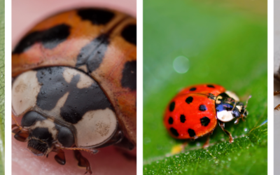 Ladybugs vs. Asian Lady Beetles: What St. Louis Homeowners Need to Know