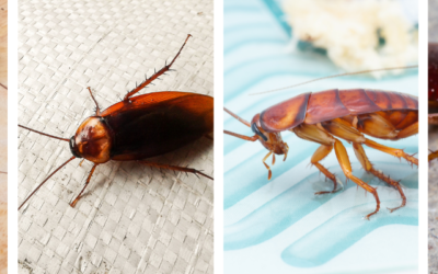 Cockroaches and Their Impact on Allergies and Asthma: What You Need to Know