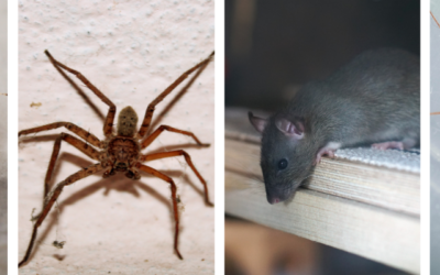 Seasonal Pest Prevention: December Home Inspections for St. Louis, MO Homes