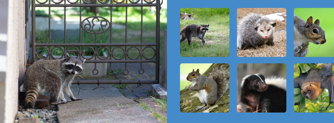 How STL Pest Control Handles St. Louis’s Most Common Wildlife Problems