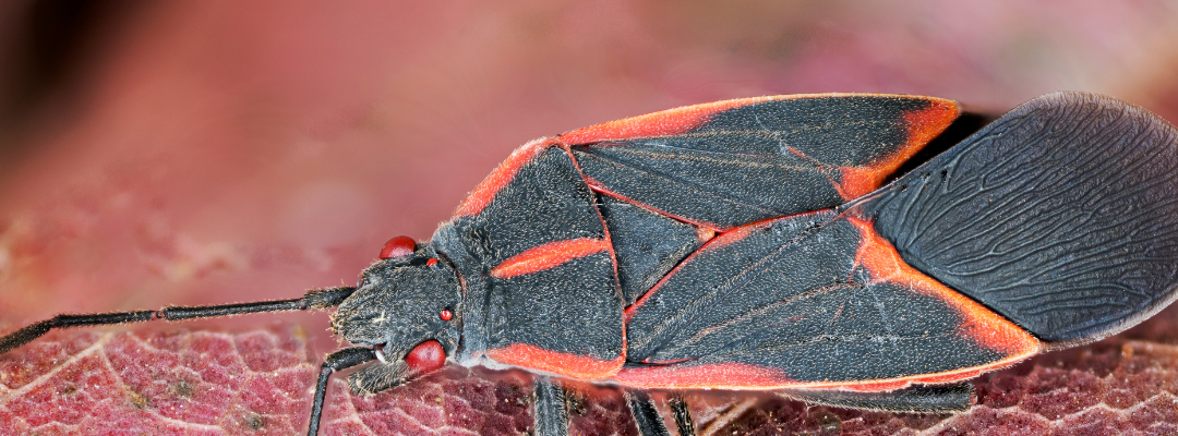 Boxelder Bugs in Missouri: What Attracts Them & How to Get Rid of Them