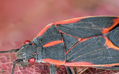 Boxelder Bugs in Missouri: What Attracts Them & How to Get Rid of Them