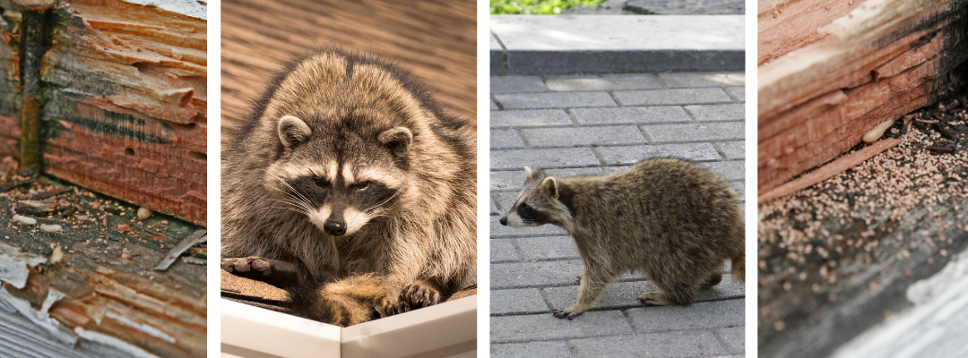How Termites Damage Your Home & Attract Raccoons
