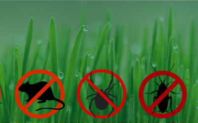 Warmer Weather, More Pests: Springtime Prevention Tips for St. Louis Homeowners